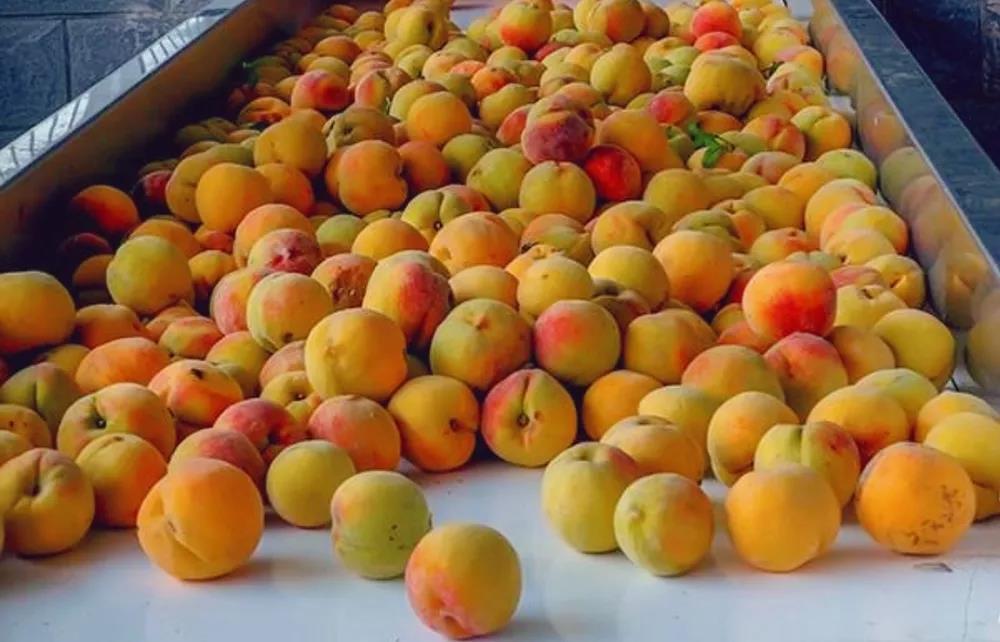 農(nóng)商城 連接三農(nóng)與市場(chǎng)的綜合性農(nóng)業(yè)服務(wù)平臺(tái)