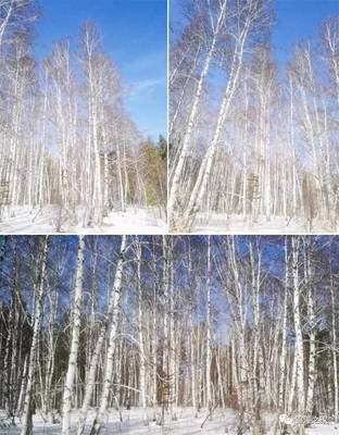 星瑞國際健康產業集團首批赴俄羅斯白樺茸考察團系列報道之五--參觀白樺茸生產加工工廠和滿載歸來_其它_網